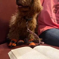 پودل عروسکی ( توی ) دارک رد نژاد اصیل|سگ|یزد, |دیوار