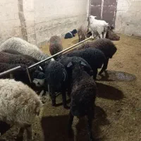 بره نر میش قوچ بزغاله|حیوانات مزرعه|محمدشهر, محمدشهر|دیوار