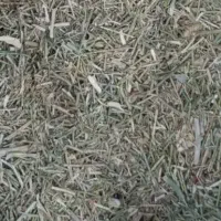 خار دانه دار