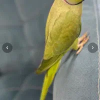 طوطی ملنگو نر رام و اهلی