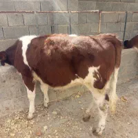 گوساله یا تلیسه جنس دار سمینتال اصل