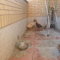 دوتا اردک