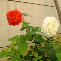 گل رزدوساله، گل یاس، گل کاغذی ، نهال صنوبر