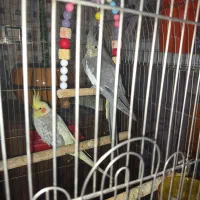 عروسهلندیلوتینوگلباقالی