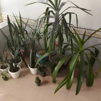 گل ذرتی و سانسوریا