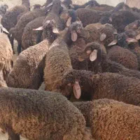 بره نر داشتی