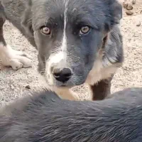 توله قدرجونی