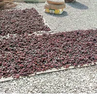 خرمای کبکاب|خوردنی و آشامیدنی|آبپخش, |دیوار