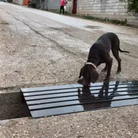 توله سگ دنبالانی حرفی|سگ|گلی داغ, |دیوار