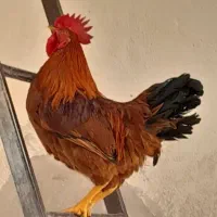 ۱ خروس جوان ۱۰ ماه مرغ گیر ۱۵۰۰ درشاهد شهر