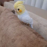 عروسهلندیدستبافت|صنایع دستی و سایر لوازم تزئینی|سقز, |دیوار