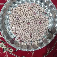 لوبیا چیتی دست چی