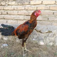 خروس لاری برزیلی
