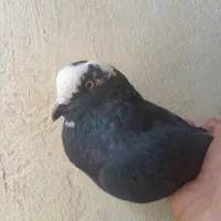 ک‌بوتر