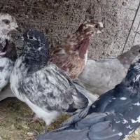 کفترپرشی|پرنده|حمیدیا, |دیوار