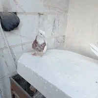 سندل و آجری طوقی|پرنده|شهریار, شهریار|دیوار