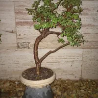 گیاه طبیعی بنسای|گل و گیاه طبیعی|تهران, تهرانسر شرقی|دیوار