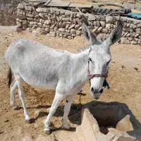 الاغ ماده فروشی