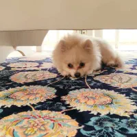 سگ پامرین|سگ|مبارکه, |دیوار