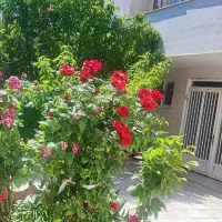 فروش فوری یک واحد آپارتمان در کوچه مهدیه ۲۰|فروش آپارتمان|اهر, |دیوار