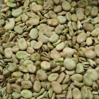 باقالی تبریز( قره ملیح پخله سی ) با ظمانت و به شرط