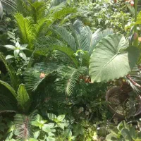 فروش‌‌گل‌‌سکاس‌ریز درشت .باباآدم.یاس‌هلندی.یوکا.‌|گل و گیاه طبیعی|رامسر, |دیوار