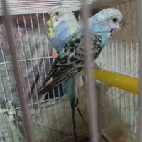 سه تا مرغ عشق فروشی|پرنده|قائن, |دیوار