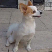 حیوان خانگی