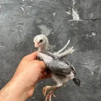 لاری طوسی پر مرغی اصل|حیوانات مزرعه|رشت, فرزانه|دیوار