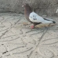 ماده سینه سرخ|پرنده|قائن, |دیوار