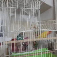 طوطی برزیلی اپال کله نارنجی  گلبسر  سینه سرخ گلدین|پرنده|سمنان, |دیوار
