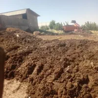 کود حیوانی گاوی بدون اشغال و گوسفندی