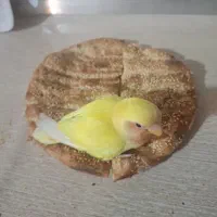 کوتوله برزیلی