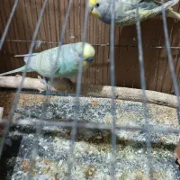 فروش جفت مرغ عشق همراه با جوجه