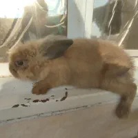 خرگوش لپ|موش و خرگوش|ملارد, |دیوار