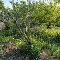 1800متر-باغ-منجیل-آباد