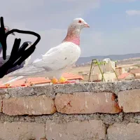 کبوتر