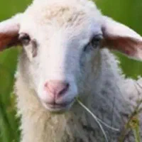 ۳۰راس گوسفندجوان چاق وچله گوشتی