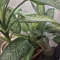 دیفن باخیا سرحال|گل و گیاه طبیعی|اراک, |دیوار