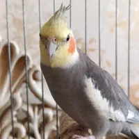 عروس هلندی نر