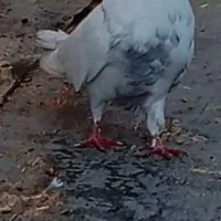 کبوتر تهرانی