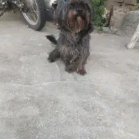 باهوش