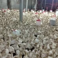 جوجه بوقلمون