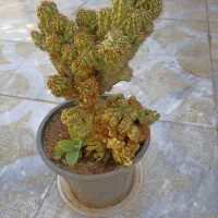 گل های زیبا و مقاوم خانگی|گل و گیاه طبیعی|نجف‌آباد, بازار|دیوار