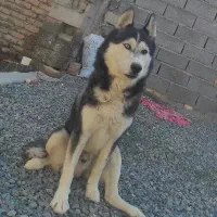 سگ هاسکی نر ۱ساله