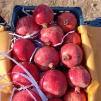 انار رباب مخصوص پاکستان