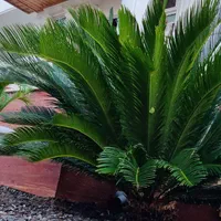 کندن چاله کاشت صنوبر کارهای باغچه و باغ فضای سبز