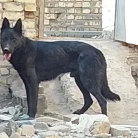 ژرمن بلک نر.