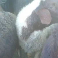 بره سرک دار مناطق کردستان