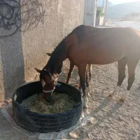 اسب